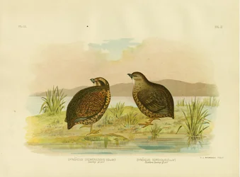 Tasmanischer Sumpfwachtel, 1891